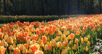 gozd-tulipani-arboretum-volcji-potok.jpg